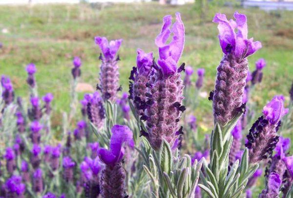 Lavendel auf dem Feld