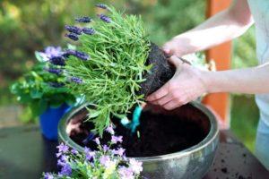 Planting and caring for lavender in Siberia, growing rules and shelter for the winter