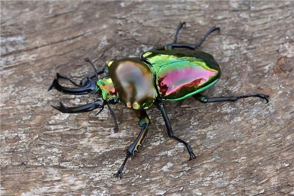 escarabajo arcoiris