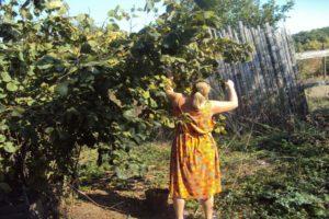 Plantar, cultivar i tenir cura de l’avellanera als Urals