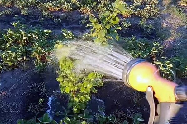 irrigazione accurata