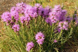 When and how to cut liatris when preparing for the winter, ways of shelter