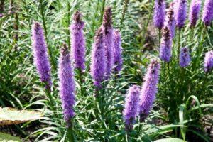 Planting, growing and caring for Liatris in the open field