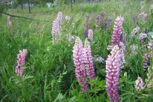 Features of growing lupine as a siderat and when it is better to sow it