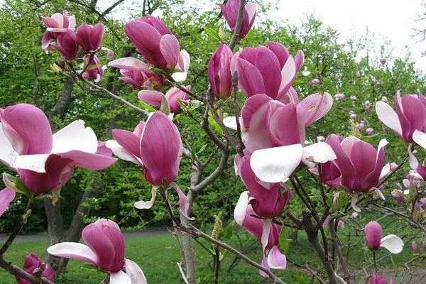 magnolias de Soulange