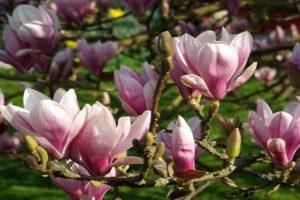 Descripción de las variedades de magnolia Sulange, métodos de plantación y cuidado, poda y preparación para el invierno.