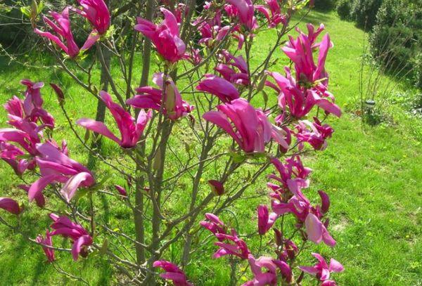 rosnąca magnolia