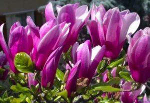 Mga paglalarawan at mga katangian ng iba't-ibang Susan magnolia, pagtatanim at pangangalaga