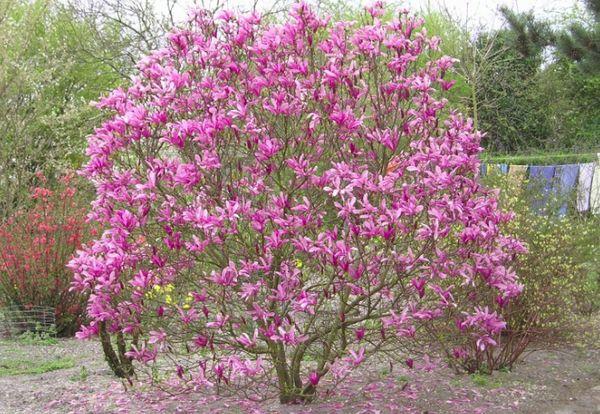 Magnolia floreciente