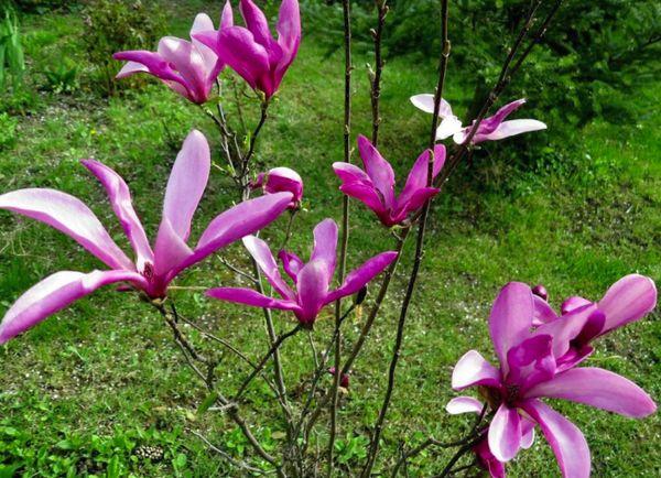 Reproduktion af magnolia