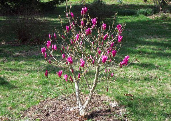 Jeune arbre de magnolia