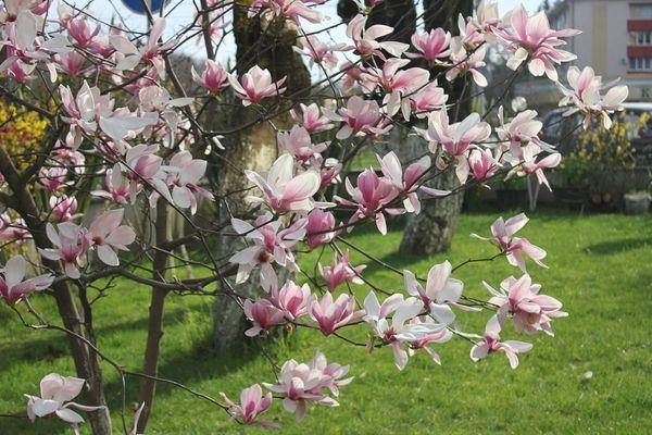 Magnolia i trädgården