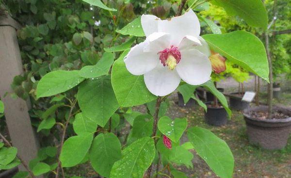 Magnolia de belleza