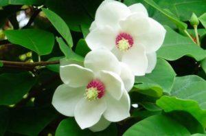 Planting and caring for magnolia in the open field, breeding methods