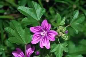 The healing properties and contraindications of mallow, the benefits and harms of the plant