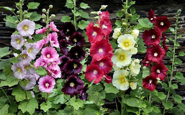 mallow blomster