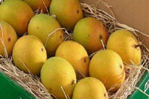 Beschrijving van Alfonso-mangovariëteiten, reproductie en verzorging thuis
