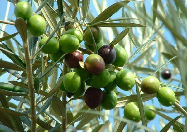 grüne Oliven