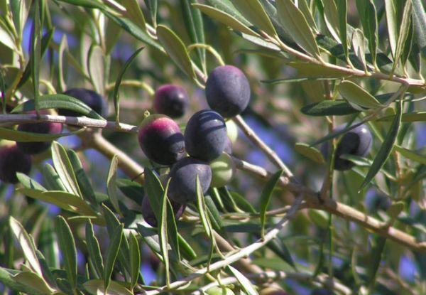 Manaki-oliiveja