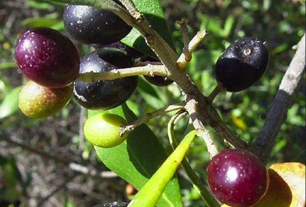 Træ med oliven