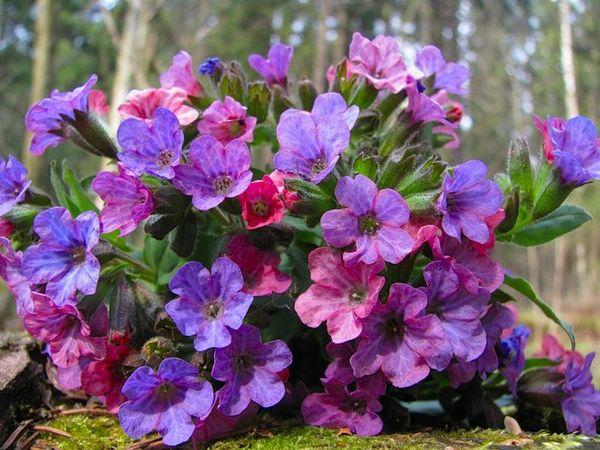 Planting lungwort