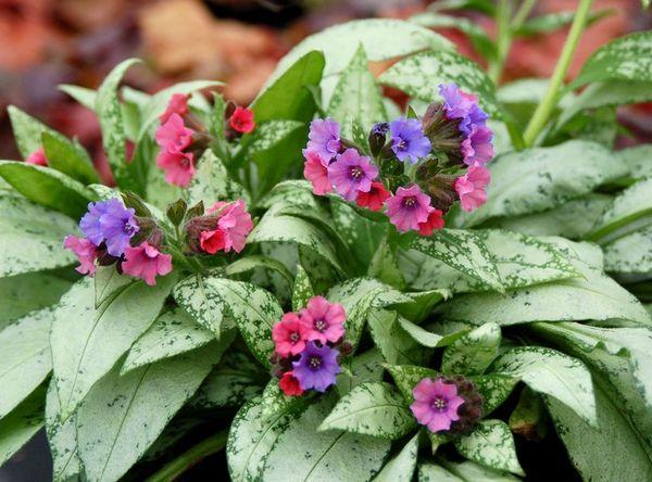 bouquet of lungwort