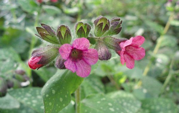 lungwort trong vườn