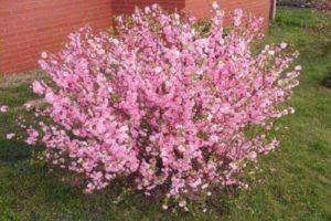 Beskrivelse af mandelsorten Pink skum, plantning og pleje regler i det åbne felt
