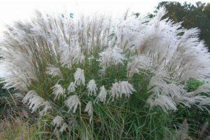 Planting and caring for miscanthus in the open field, types and varieties
