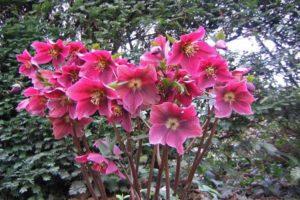 Description of 25 species and varieties of hellebore, planting and care in the open field