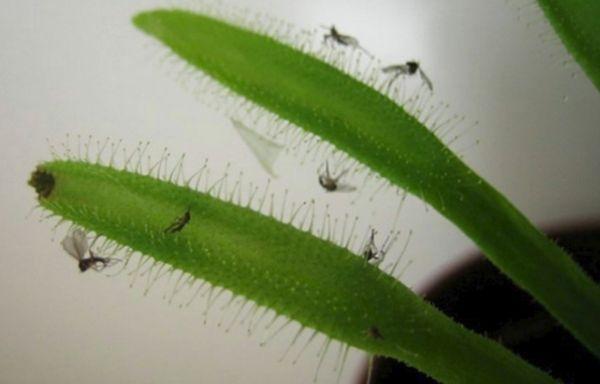 Mücken auf Blättern