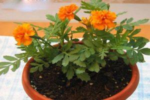 Is it possible to grow marigolds at home and rules for caring for a potted plant in winter