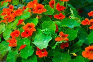 Description of 14 species and varieties of nasturtium, planting and care in the open field