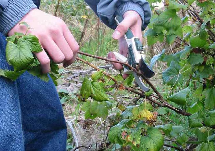 pruning currant bushes