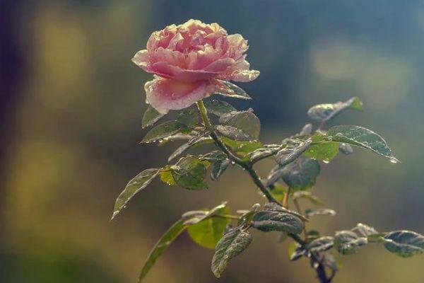 Ružin cvijet