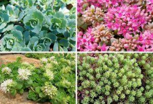 Beschrijving van variëteiten en soorten muurpeper (sedum) bloem, planten en verzorgen in het open veld