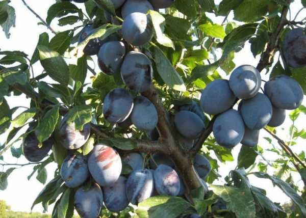 szilvafa bogyókkal