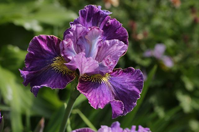 Iris lila