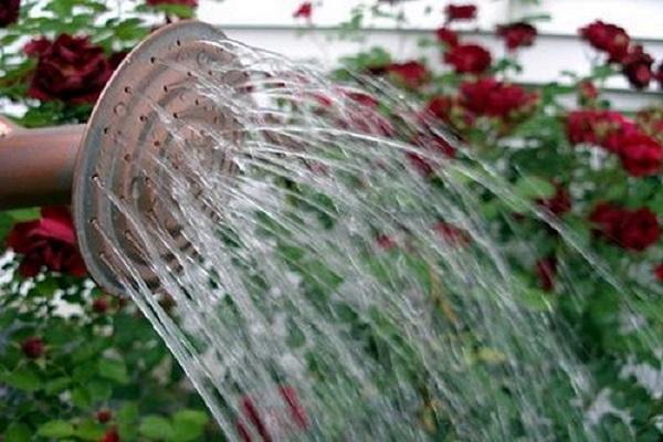 regole di irrigazione