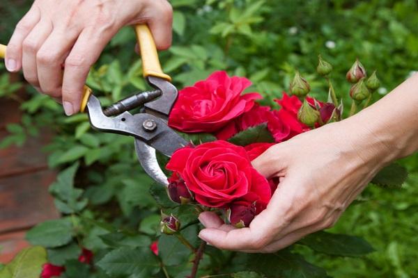 rose pruning