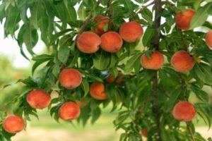 De bästa persikorterna för odling i Centrala Ryssland, plantering och skötsel