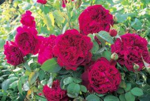 15 labāko peoniju rožu šķirņu apraksts, stādīšana un kopšana atklātā laukā