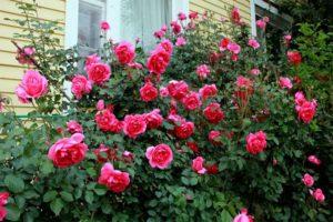 Quy cách trồng, trồng và chăm sóc hoa hồng leo bãi đất trống