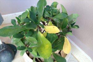 Waarom bladeren van kroontjeskruid geel kunnen worden en eraf kunnen vallen, wat te doen voor behandeling