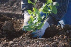 Welke bodemsamenstelling is nodig voor tuinbosbessen en hoe u deze zelf kunt maken