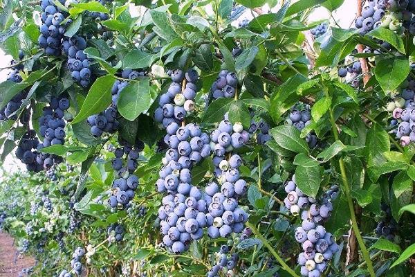blueberry berries