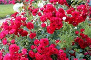 Beskrivelse af sorter af jorddækkende roser, plantning og pleje i det åbne felt