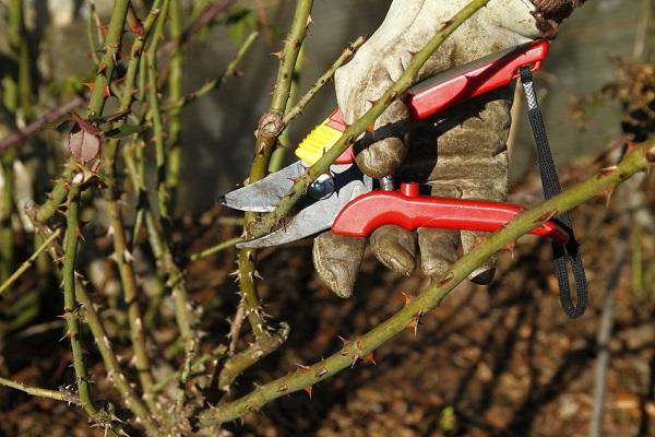 pruning of stems