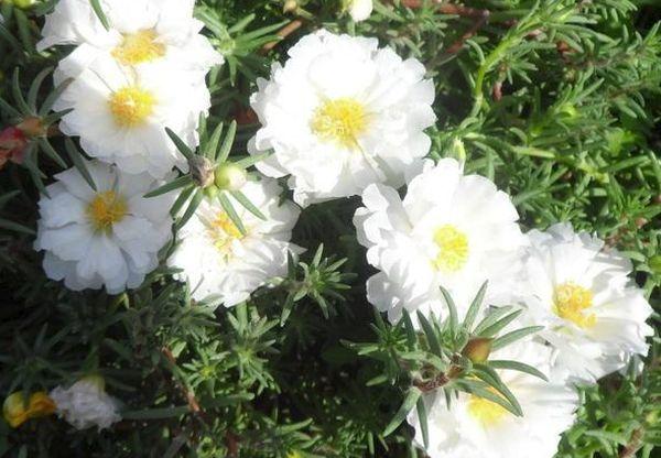 purslane ดอกไม้สีขาว