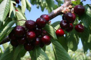 Popis a vlastnosti třešňové odrůdy Odrinka, výsadba a péče